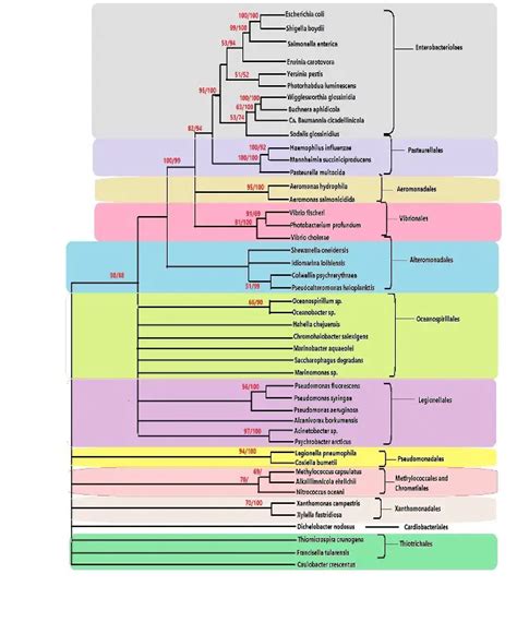Gammaproteobacteria - Examples, Phylogeny, and Classification