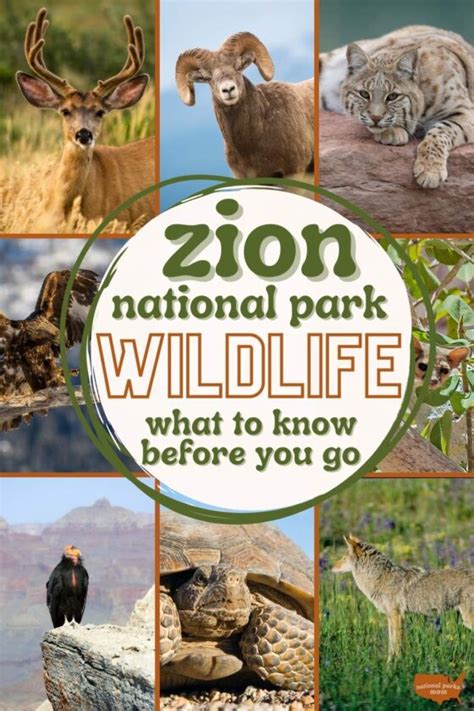 Zion National Park Wildlife: Ultimate Spotting Guide - National Parks Mom