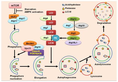 Intracellular pathways regulating macroautophagy | Download Scientific ...