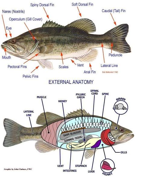 Parts Of A Fish Anatomy