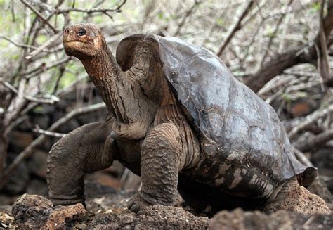 Scientists to search for relatives of extinct Galapagos tortoises