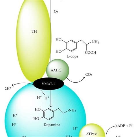 Dopamine synthesis. Synthesis of dopamine catalyzed by tyrosine... | Download Scientific Diagram