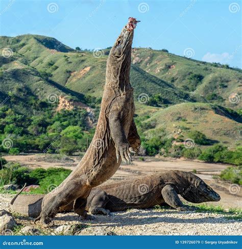 Komodo Dragons Eating Wild Buffalo Stock Photography | CartoonDealer ...