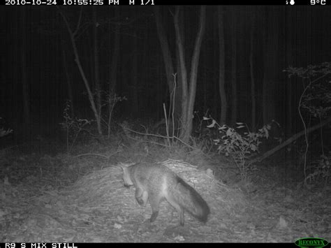 Gray Fox (Urocyon cinereoargenteus) | A Field Guide to Compost Visitors