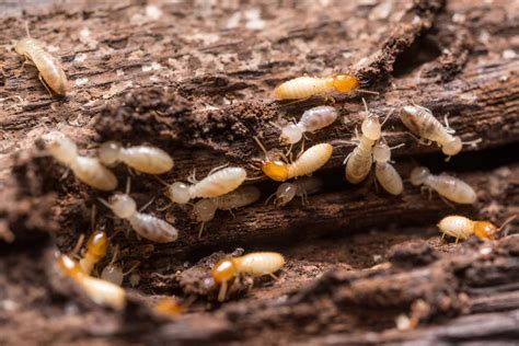 It's Subterranean Termite Season in Texas Again - Killum Pest Control