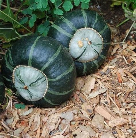 11 Best Types of Green Pumpkin Varieties | Balcony Garden Web