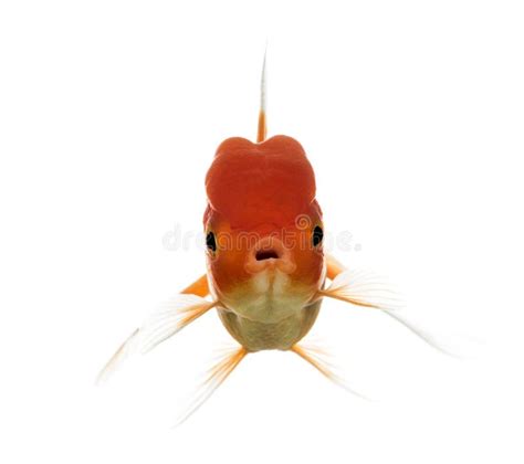 Goldfish Front View Isolated on White Stock Photo - Image of pretty, macro: 16017764