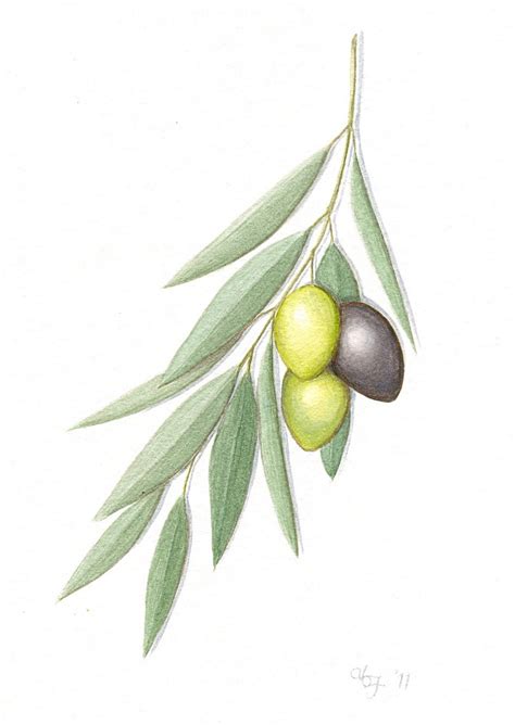 Olive Branch Painting Original Greek Olives Botanical Art | Etsy ...