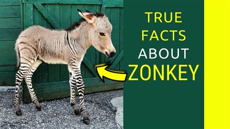 The Truth About zonkey fun facts In less then 10 Minutes zonkey facts ...