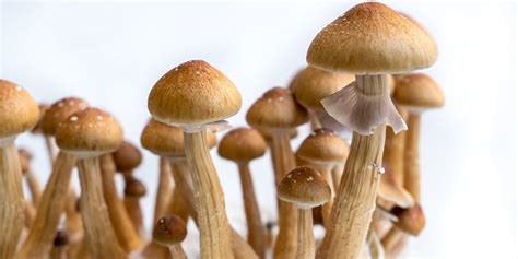 How To Grow Magic Mushrooms Indoors [3 Methods] - Zamnesia