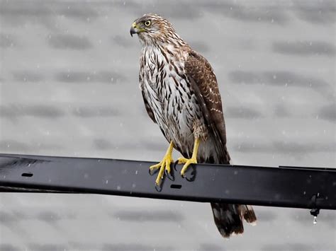 Cooper's Hawk Identification, All About Birds, Cornell Lab of ...