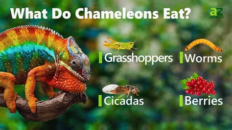 Chameleon Poop: Everything You’ve Ever Wanted To Know