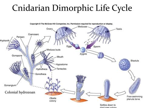 Phylum Cnidaria Diagram