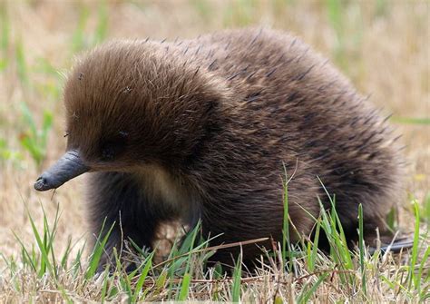 Baby Echidnas are called "Puggles"! | Echidna, Cute animals, Echidna puggle