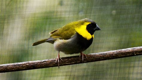 Fact Sheet: Cuban Finches – The Avicultural Society of Australia