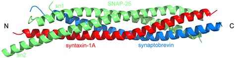 Frontiers | The Multifaceted Role of SNARE Proteins in Membrane Fusion