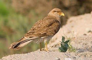 Chimango: bird of prey from Península Valdés and from All Argentina.