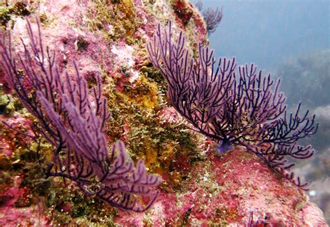 Ocean Lovers Taganga | PADI Dive Center & Hostel