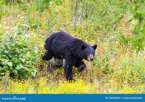 Black bear stock image. Image of green, wilderness, animal - 139344093