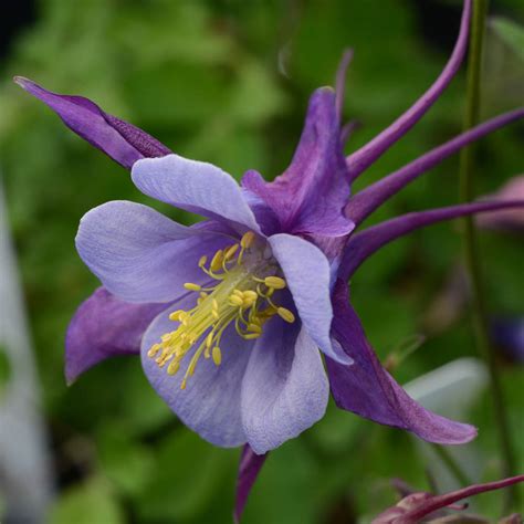 Aquilegia - Early Bird Purple and Blue Columbine - Sugar Creek Gardens