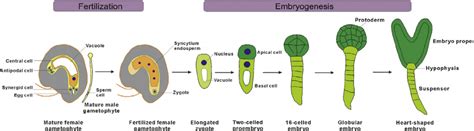 The process of fertilization and development of embryo in angiosperms ...