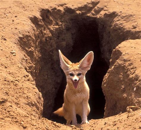 The FENNEC FOX burrows in the Sahara Desert and other deserts in North Africa. Their ears have a ...