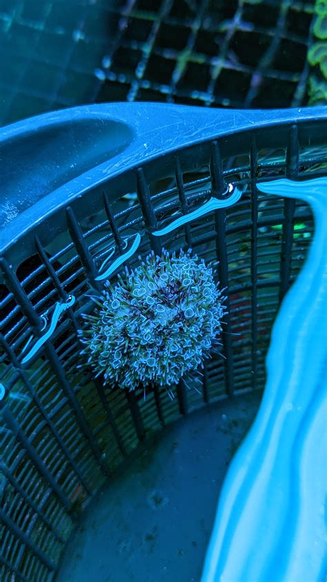 Flower urchin, world's most venomous urchin : r/ReefTank