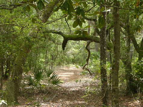 Maritime forest habitat on Sand Bayou Unit | At Bon Secour N… | Flickr