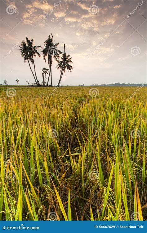 Paddy Field of Sekinchan with Sunrise. Stock Image - Image of clouds, outdoor: 56667629