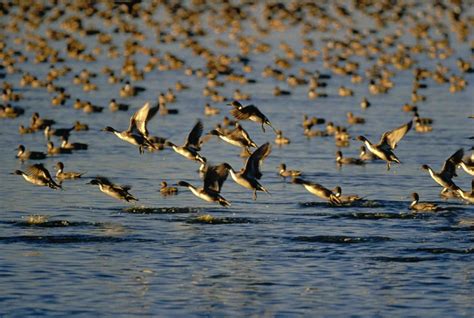 Free picture: wild, ducks, flock, flying, water