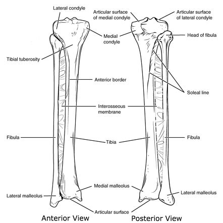 administración clima éxito tibia proximal anatomia planes controlador hígado