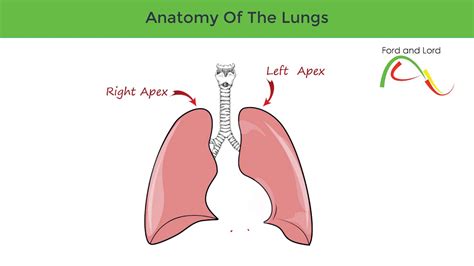 Anatomy of the Lungs - Part 1 - YouTube