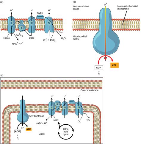 Aerobic Respiration: Oxidative Phosphorylation – Mt Hood Community College Biology 101