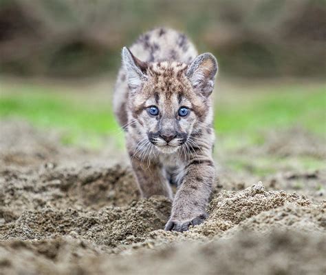 Puma Cub on the Prowl Photograph by Fred Hood | Pixels