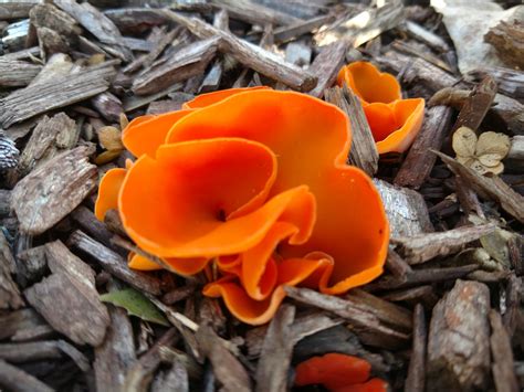 Vibrant orange mushroom found in SW MI #mycology #fungi #mushrooms #Mushroom #BeatrixPotter # ...