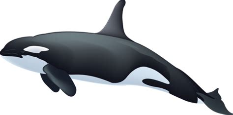 Killer whale PNG