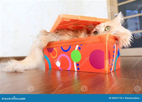 Cat inside a box stock photo. Image of animal, hide, domestic - 58201778