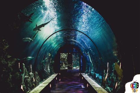 Top 10 Largest Aquariums In The World - Zone Top Ten