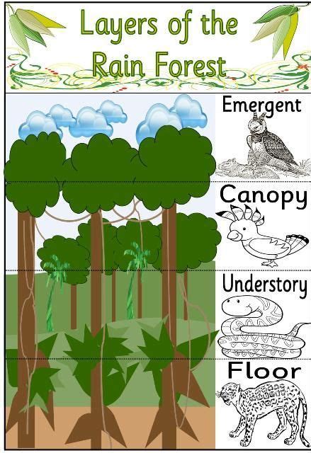 After teaching my students the different levels of the rainforest I would have them match which ...