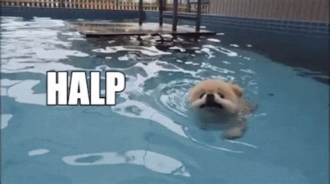 Dog Swim GIFs - Get the best GIF on GIPHY