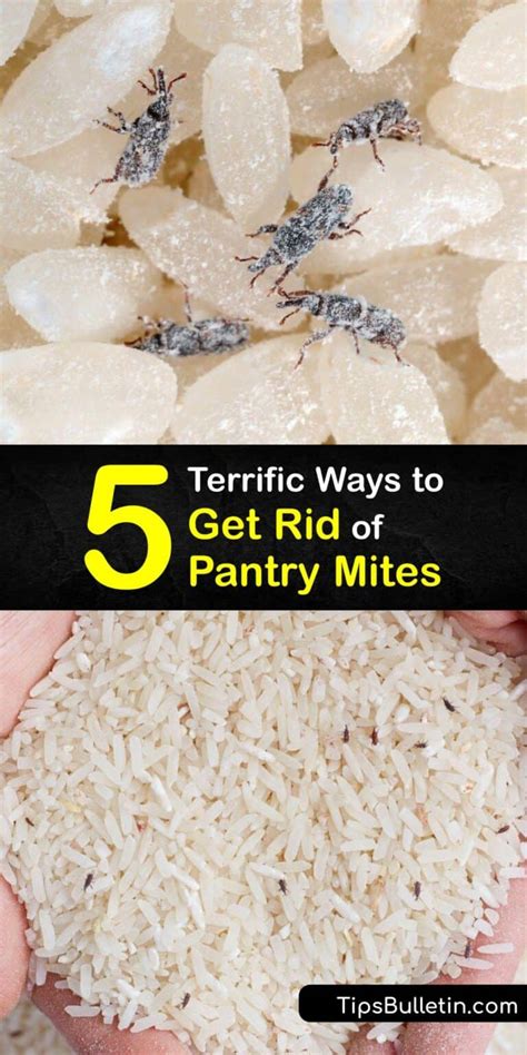 Eliminating Pantry Mites - Tricks for Getting Rid of Pantry Mites