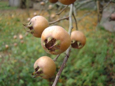 How to Grow Medlars | Dengarden