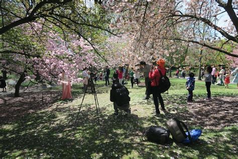 Brooklyn Botanic Garden Cherry Blossom Season 2017 - The Chic Life