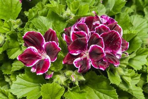 15 Pink Geranium Varieties For Your Garden (Pictures Inside) - Conserve Energy Future