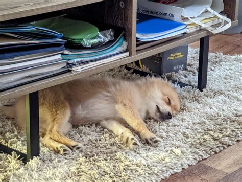 tired pom : r/pomeranian