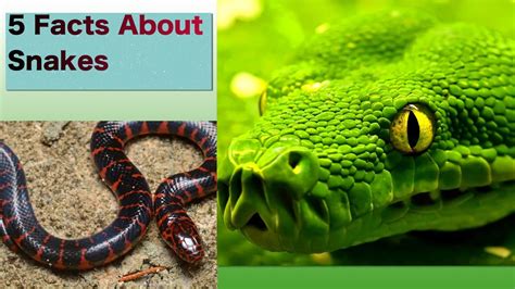 Good Facts About Snakes