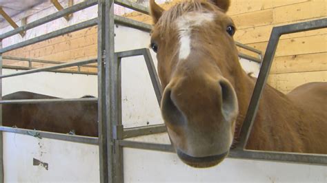 An Ontario race horse has become a viral sensation for headbanging to ...