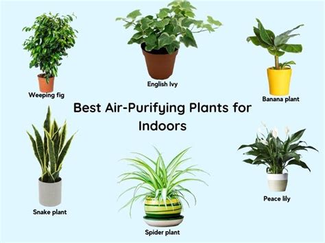 Best Plants For Bedroom Oxygen Nasa | www.resnooze.com