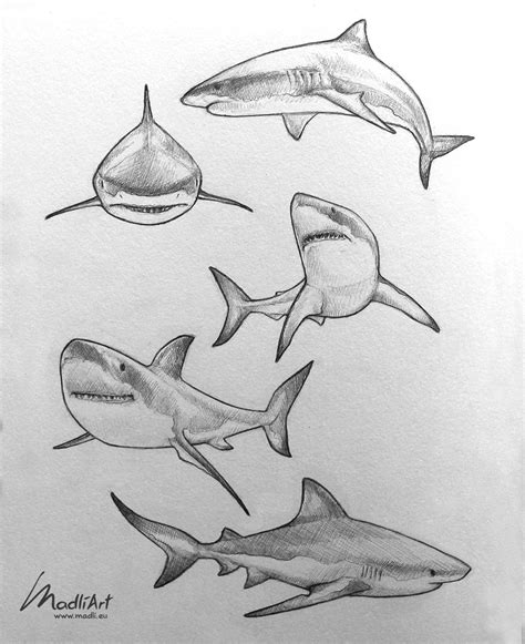 Great White Shark pencil line art sketches by MadliArt | Animal ...