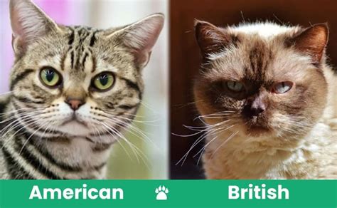 American Shorthair vs British Shorthair Cat: What’s the Difference ...